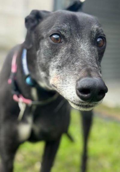 Electra (aka Electra Park), a Adoptable Greyhound in Dallas, TX image 2/2