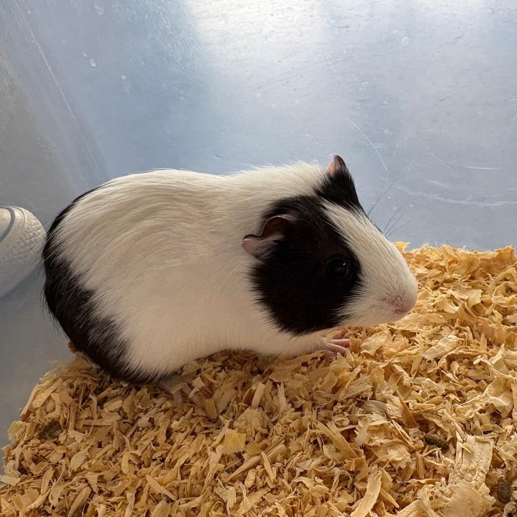 Enlarge Petunia, a Adoptable Guinea Pig in DeKalb, IL image 1/1