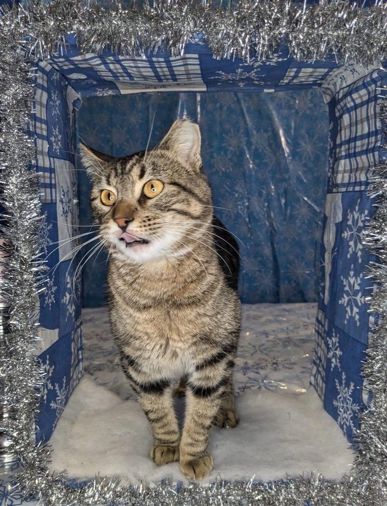 Enlarge Guinness, a Adoptable mixed breed in Tulsa, OK image 1/6