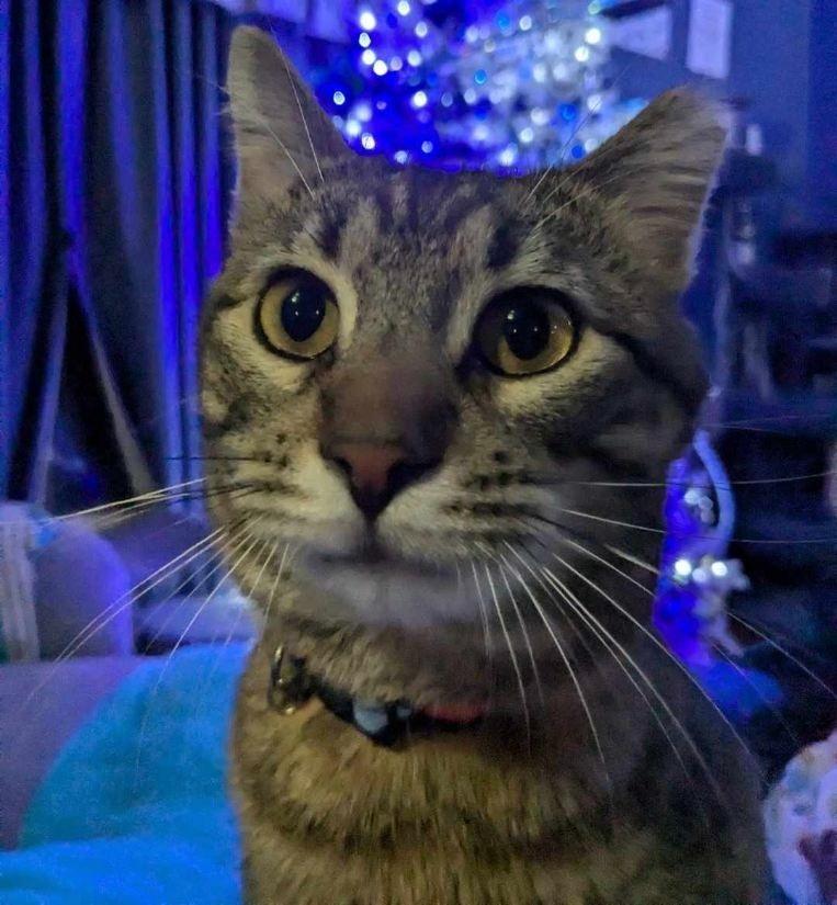 Enlarge Guinness, a Adoptable mixed breed in Tulsa, OK image 2/6