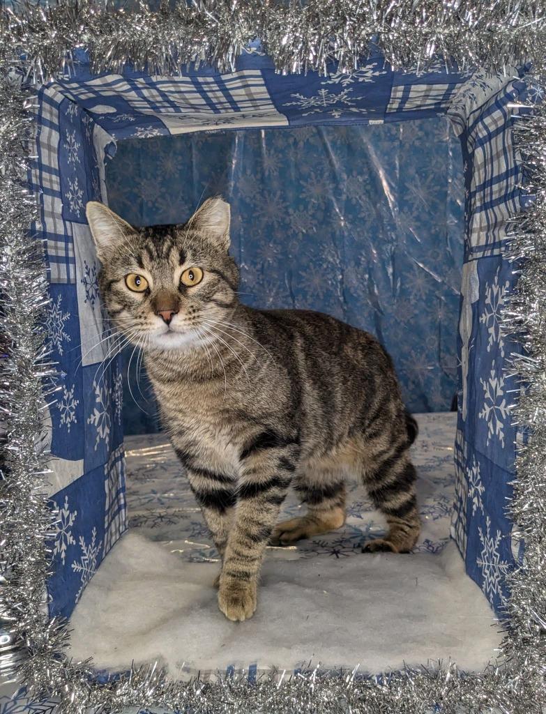 Enlarge Guinness, a Adoptable mixed breed in Tulsa, OK image 3/6