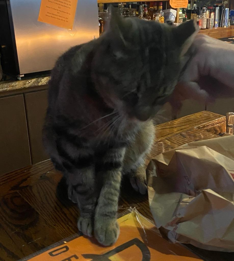 Enlarge Guinness, a Adoptable mixed breed in Tulsa, OK image 4/6