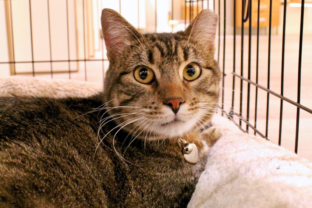 Enlarge Guinness, a Adoptable mixed breed in Tulsa, OK image 5/6