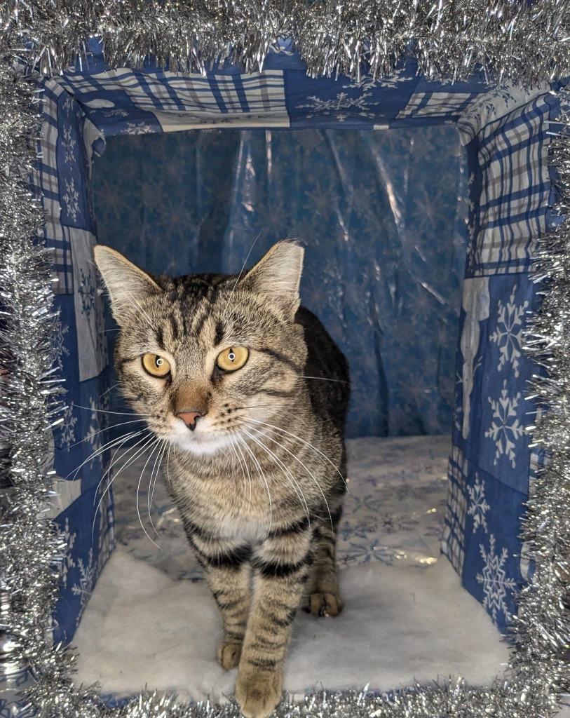 Enlarge Guinness, a Adoptable mixed breed in Tulsa, OK image 6/6