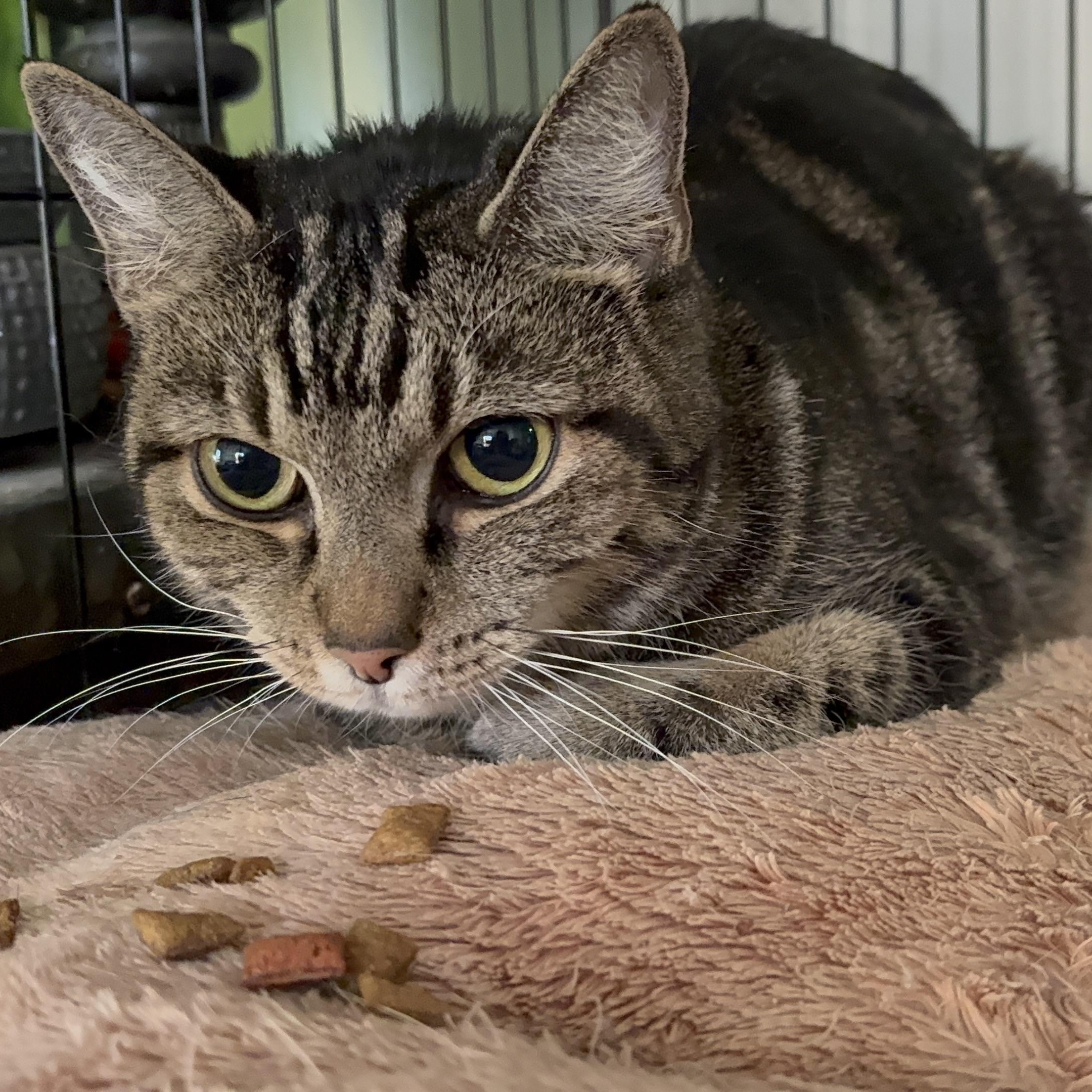 Enlarge HANNAH, a Adoptable mixed breed in Columbus, OH image 4/5