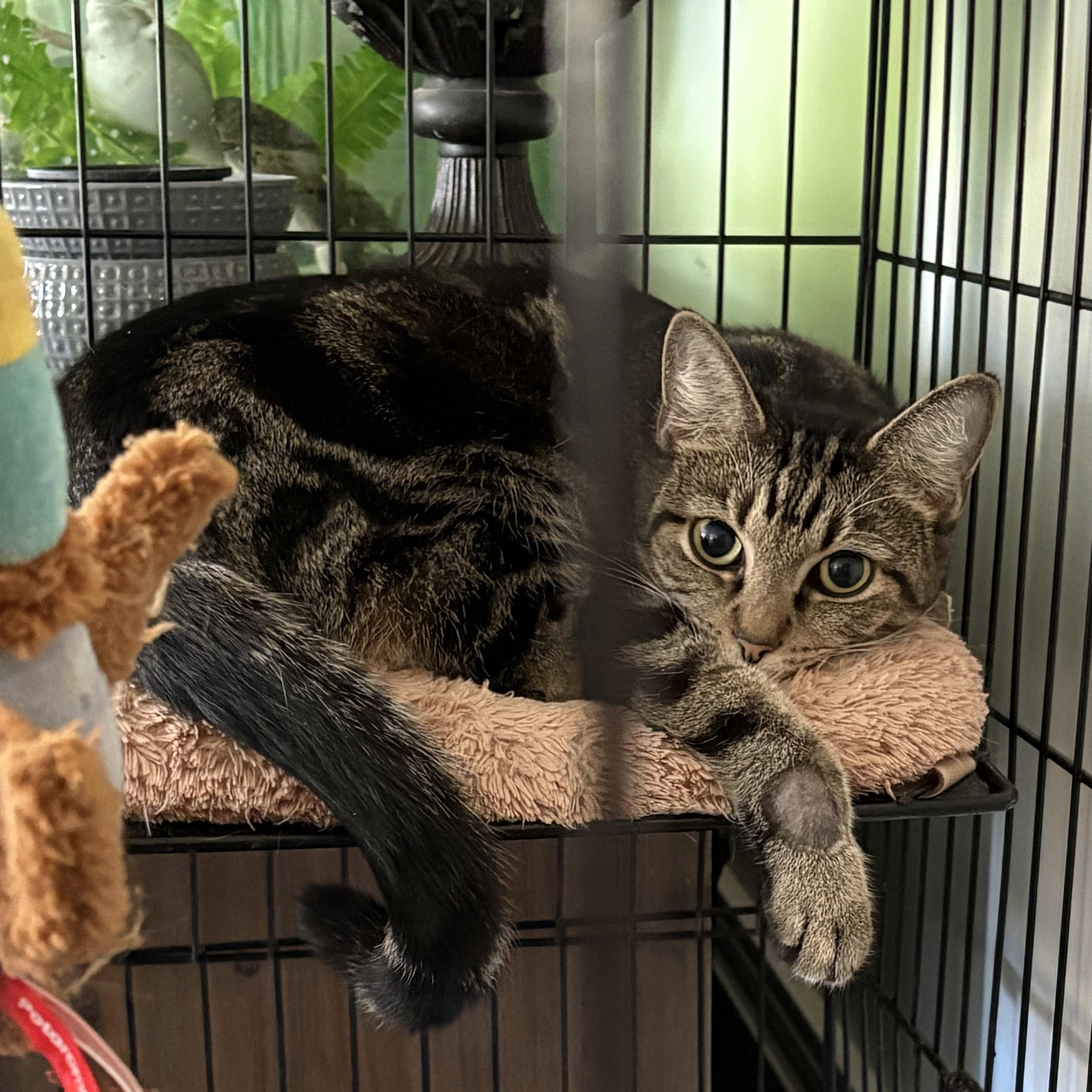 HANNAH, Adoptable, Adult Female Tabby & American Shorthair.