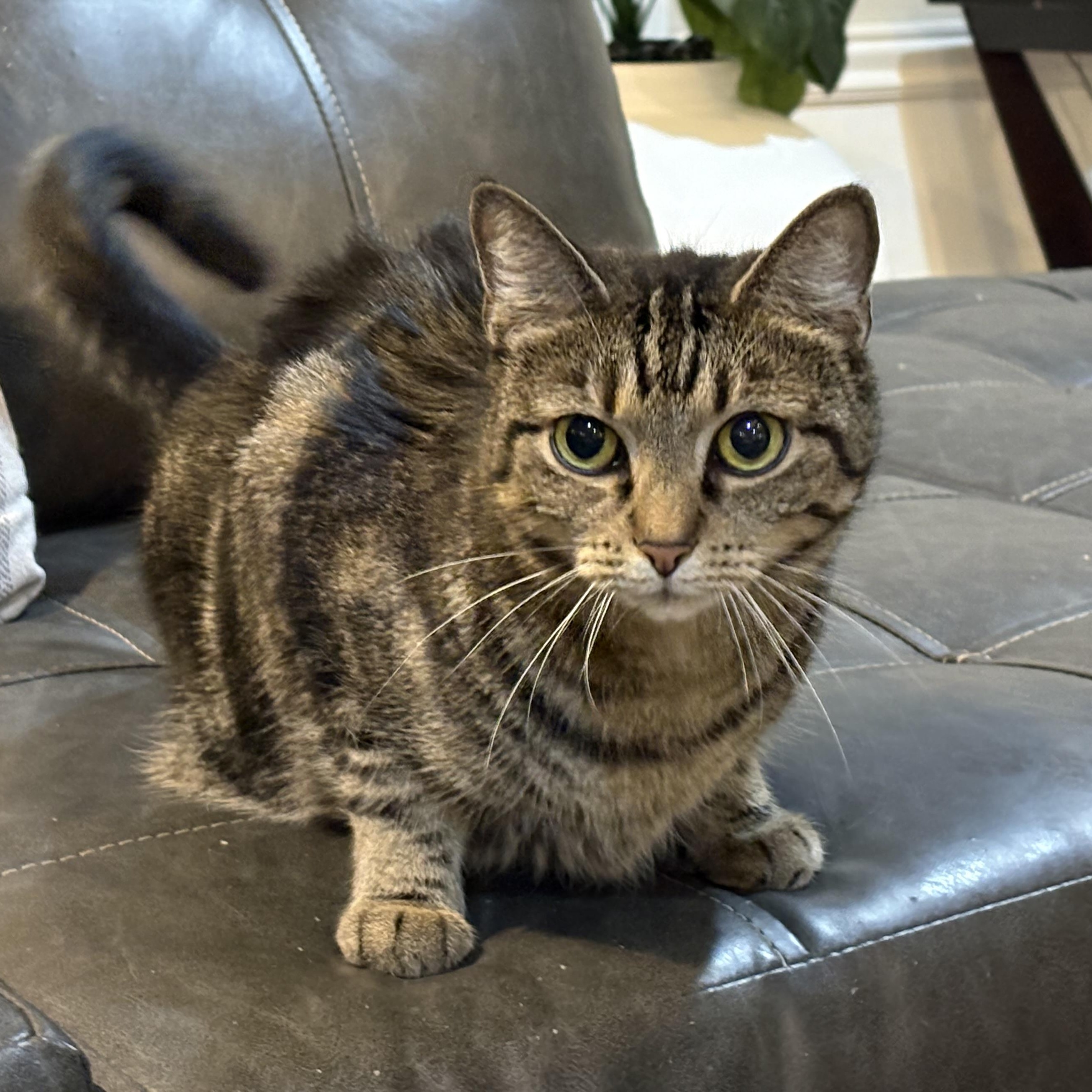 HANNAH, Adoptable, Adult Female Tabby & American Shorthair.