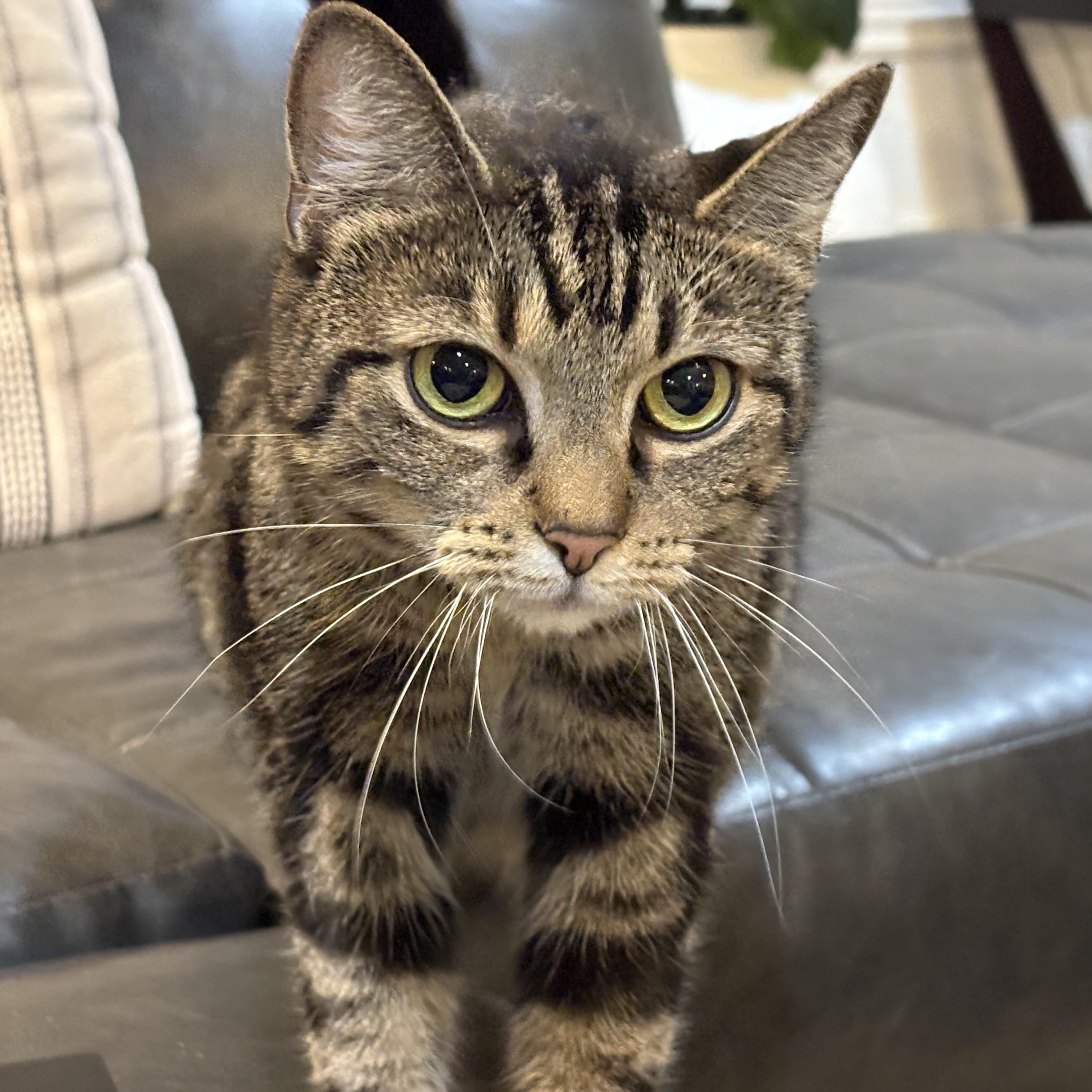 HANNAH, a Adoptable mixed breed in Columbus, OH image 2/4