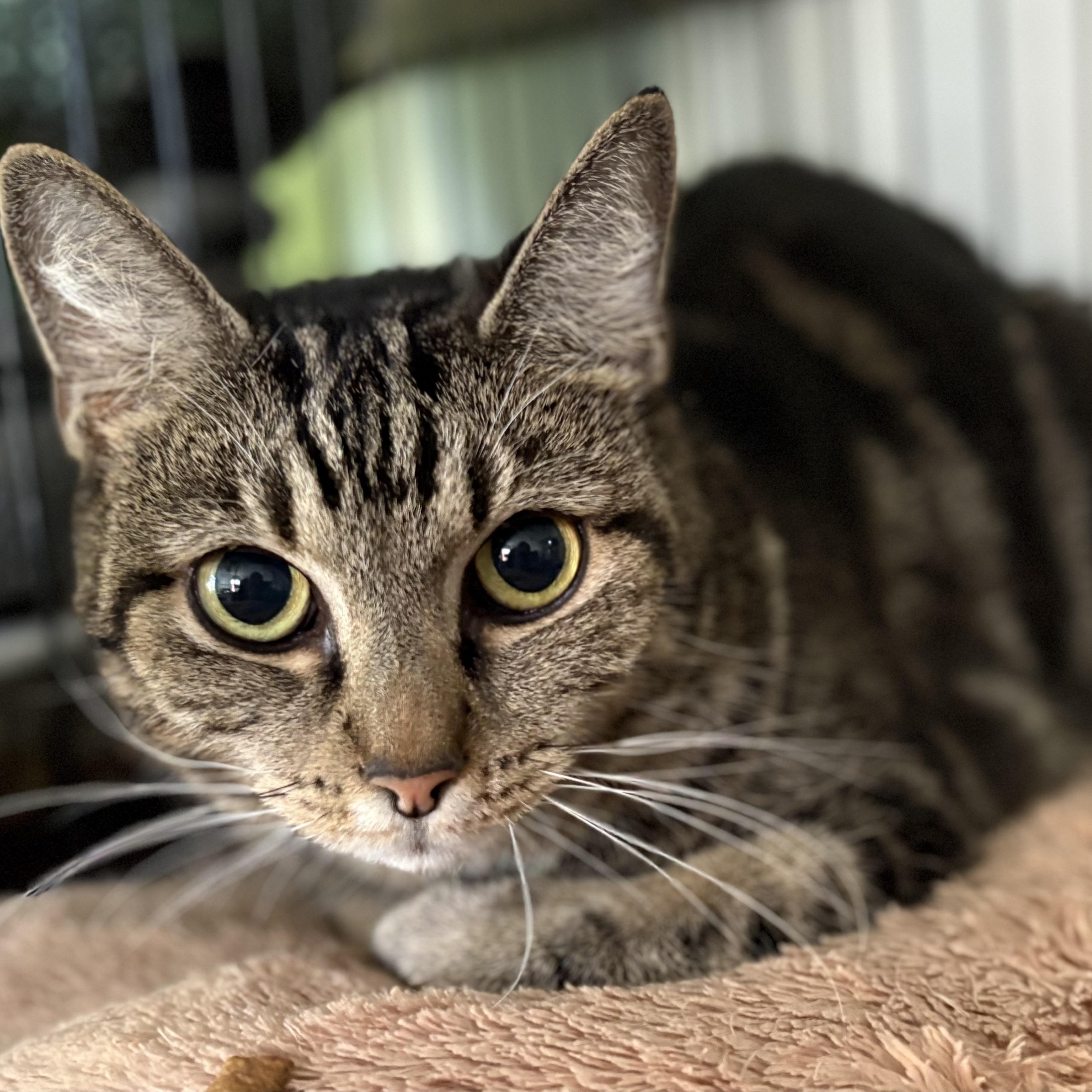 Enlarge HANNAH, a Adoptable mixed breed in Columbus, OH image 3/5