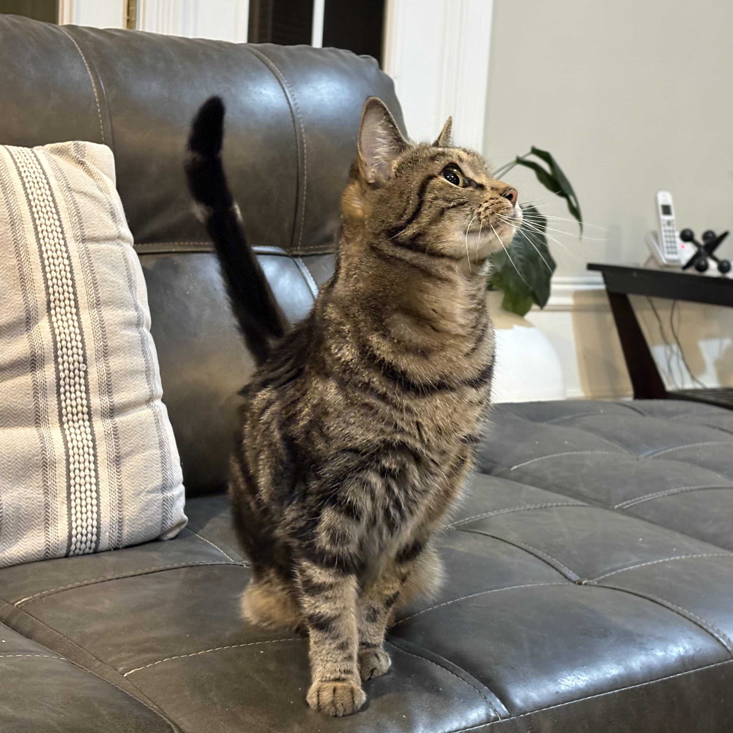 HANNAH, a Adoptable mixed breed in Columbus, OH image 3/4