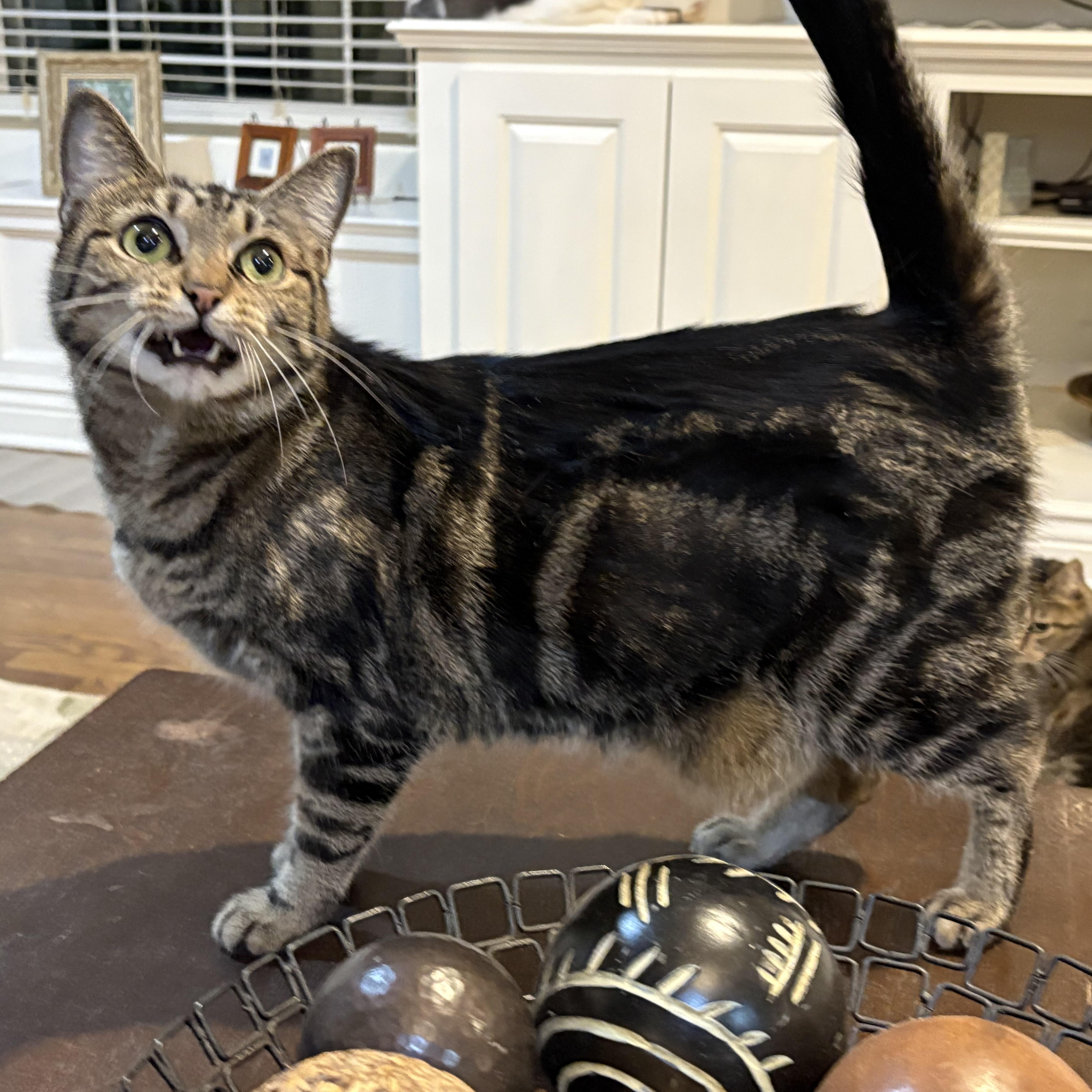 HANNAH, a Adoptable mixed breed in Columbus, OH image 4/4