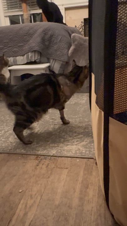 Enlarge HANNAH, a Adoptable mixed breed in Columbus, OH video 5/5