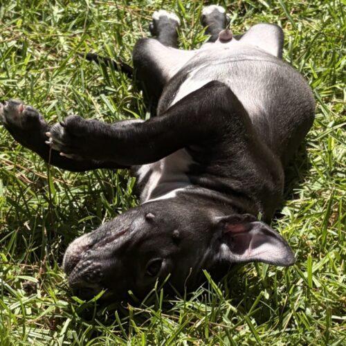 BLAZE, Adoptable, Puppy Male Bull Terrier & Mixed Breed.