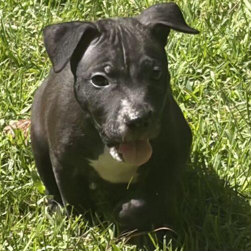 Enlarge BLAZE, a Adoptable mixed breed in San Juan Capistrano, CA image 2/5