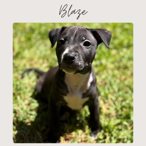 Enlarge BLAZE, a Adoptable mixed breed in San Juan Capistrano, CA image 3/5