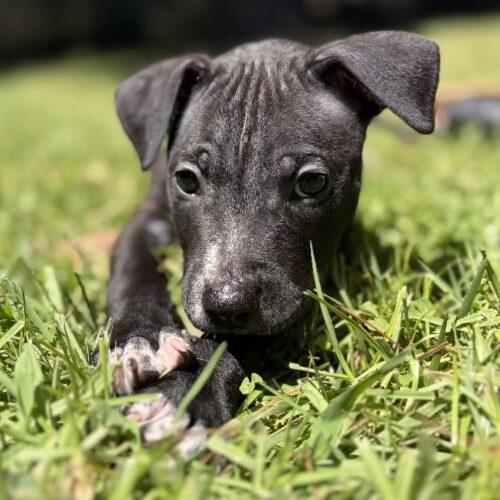 Enlarge BLAZE, a Adoptable mixed breed in San Juan Capistrano, CA image 4/5