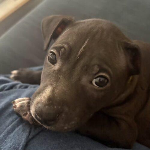 Enlarge BLAZE, a Adoptable mixed breed in San Juan Capistrano, CA image 5/5