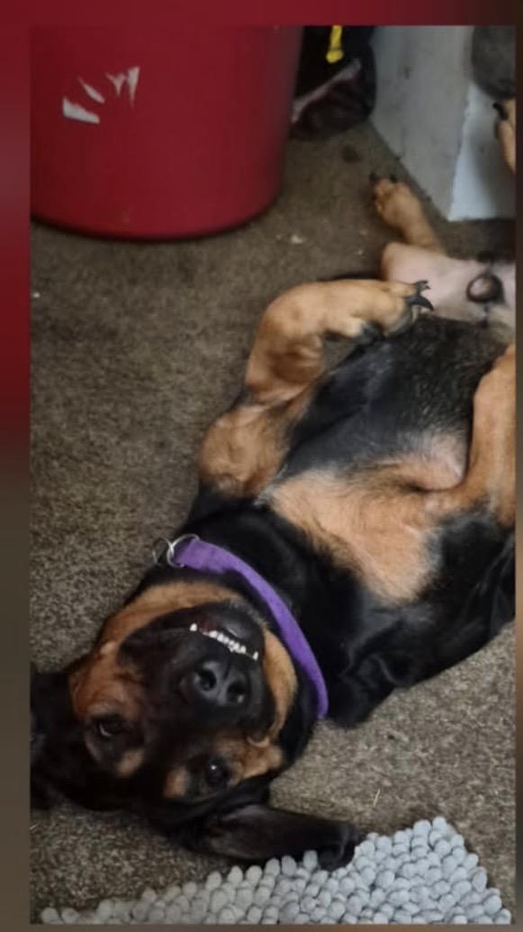 Bear, an adopted Basset Hound in Paoli, IN image 2/3