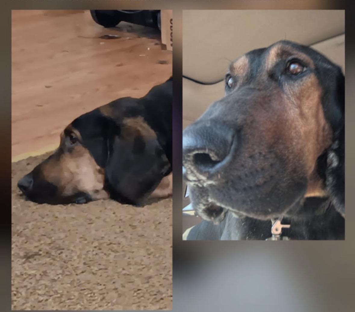 Bear, an adopted Basset Hound in Paoli, IN image 3/3