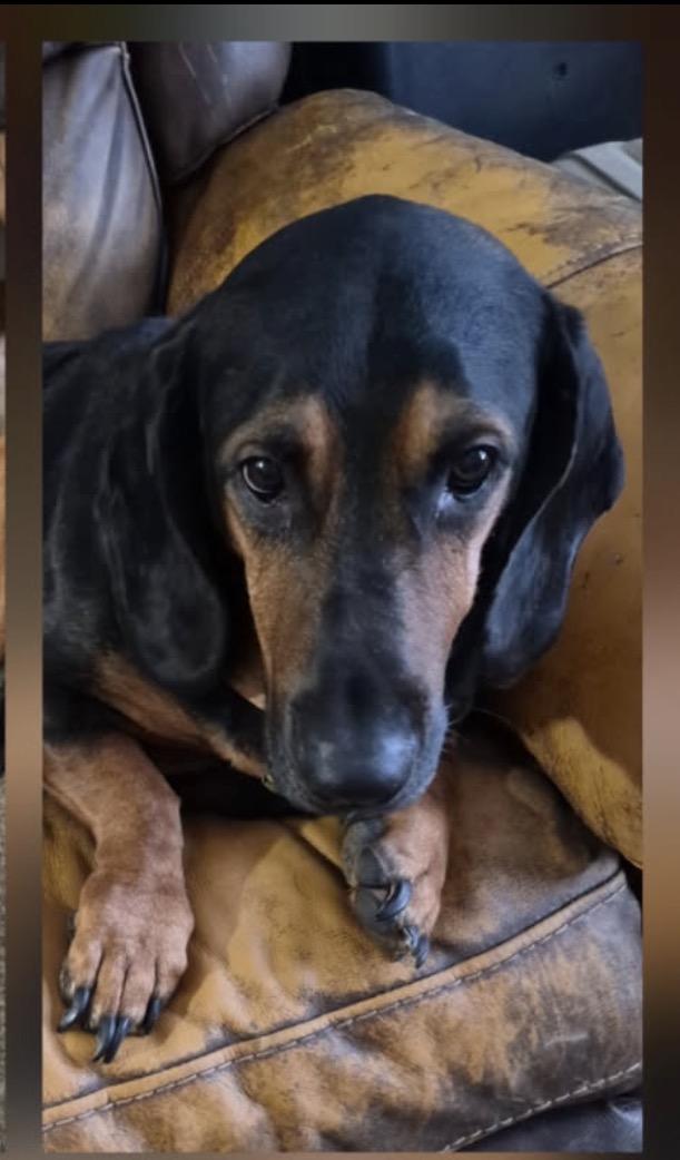 Bear, adopted, Adult Male Basset Hound.