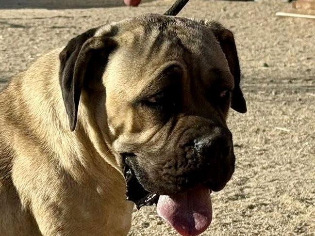 Enlarge Lexie, a Adoptable Cane Corso in Glendale, AZ image 1/3