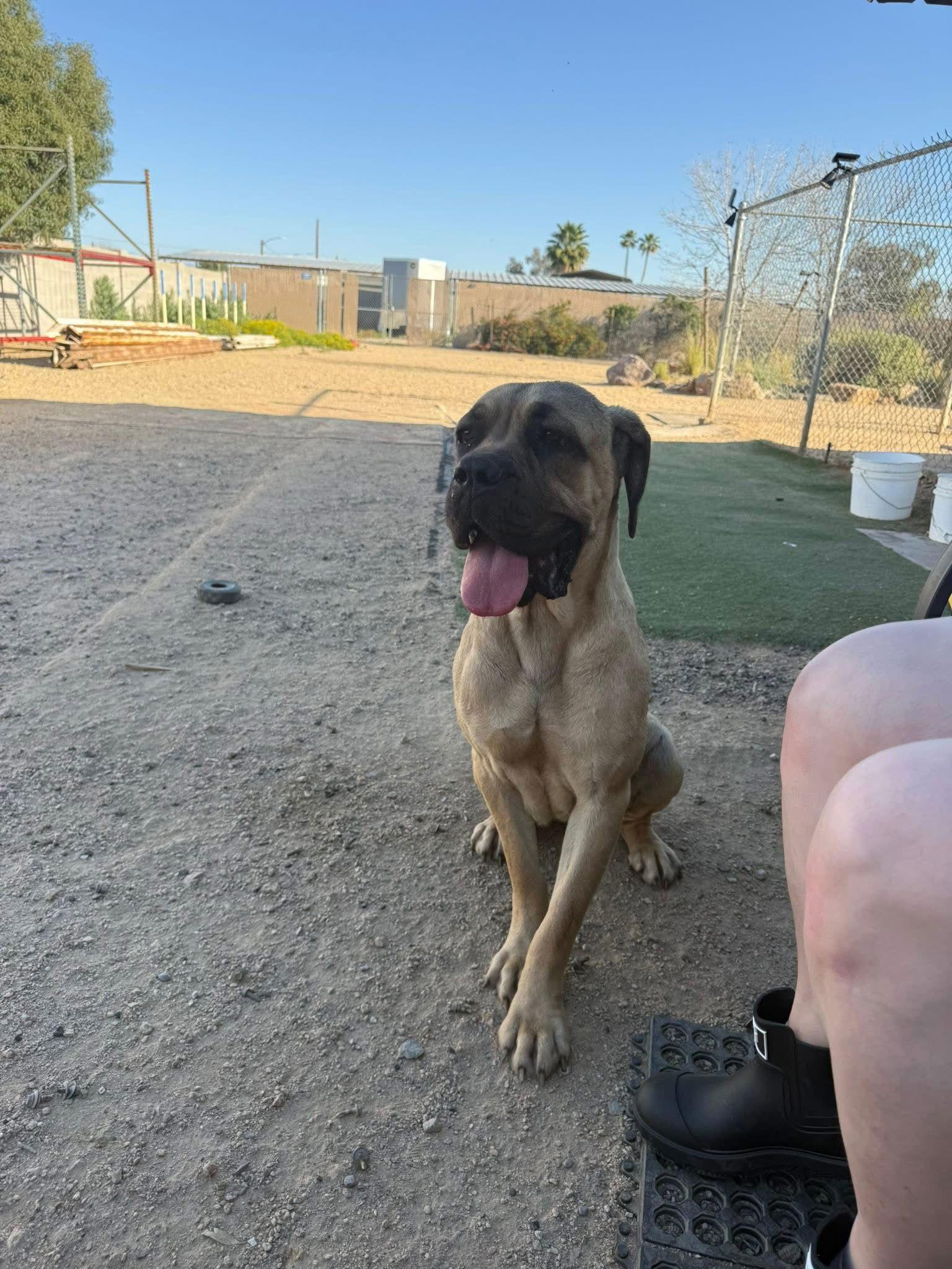 Enlarge Lexie, a Adoptable Cane Corso in Glendale, AZ image 2/3