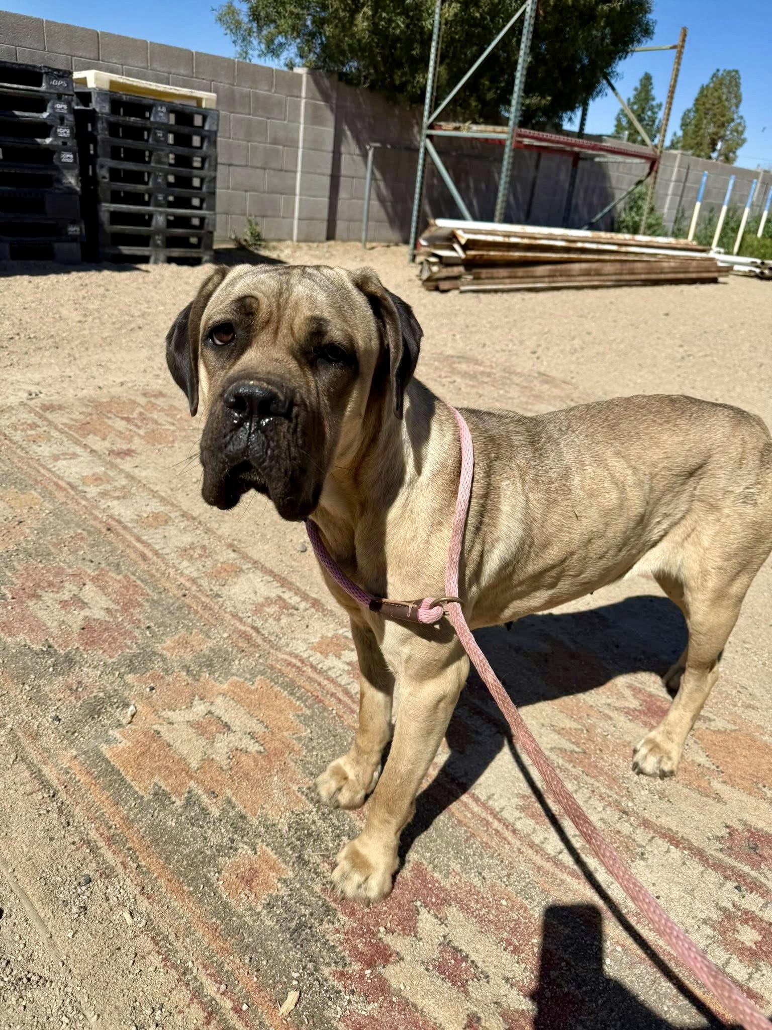 Enlarge Lexie, a Adoptable Cane Corso in Glendale, AZ image 3/3