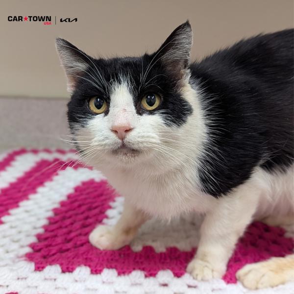 Enlarge Nicholas, a Adoptable mixed breed in Lexington, KY image 1/1