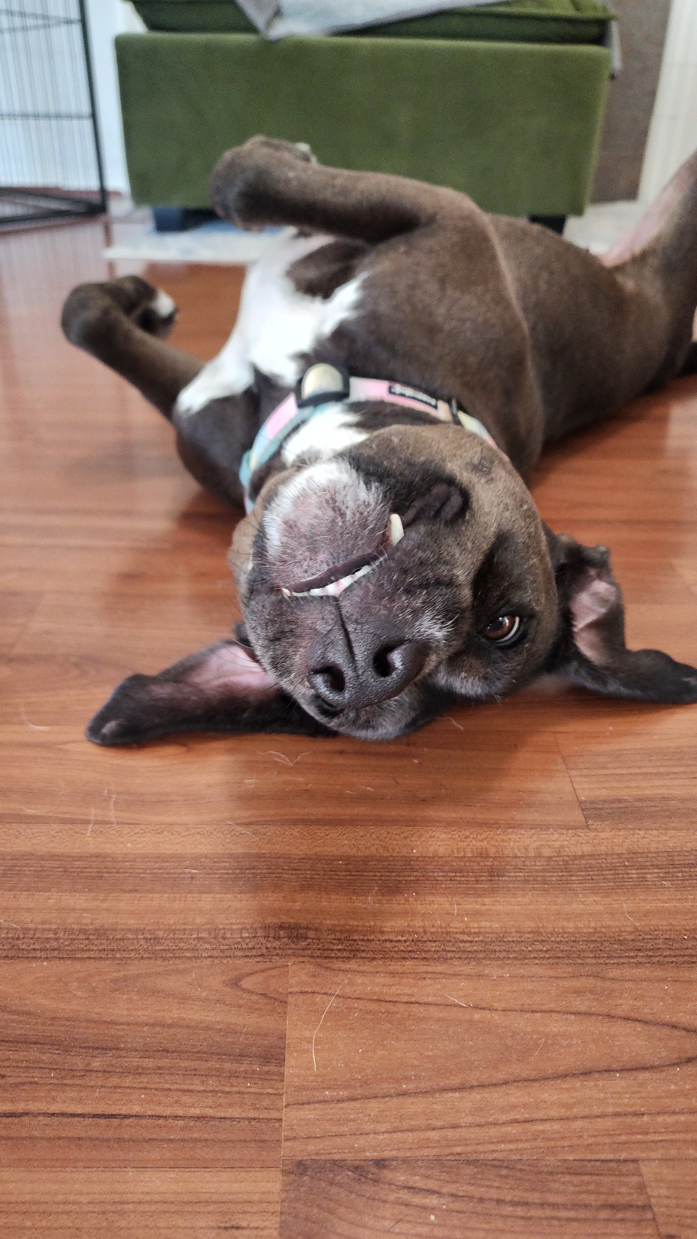 Maple, Adopted, Adult Female Black Labrador Retriever & Mixed Breed.