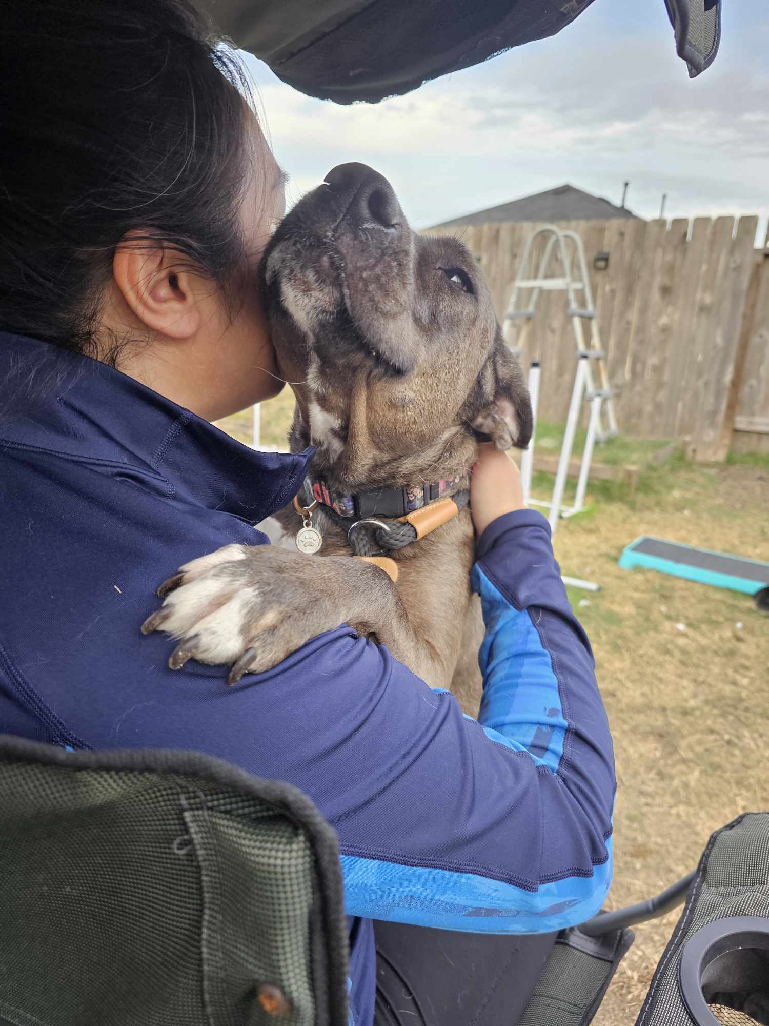 Enlarge Maple, a Adopted mixed breed in Houston, TX image 2/6