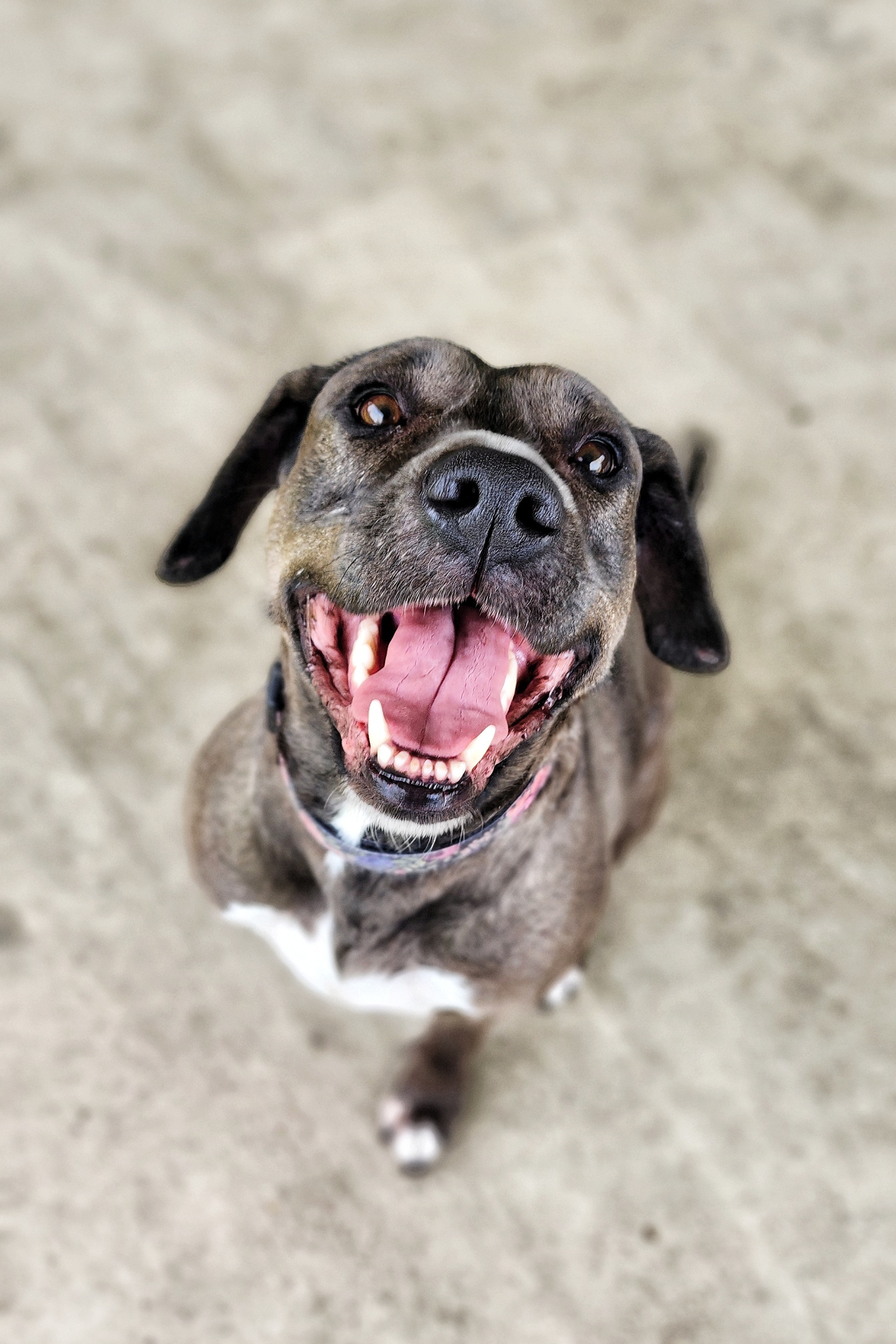 Enlarge Maple, a Adopted mixed breed in Houston, TX image 3/6