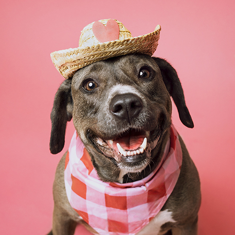 Enlarge Maple, a Adopted mixed breed in Houston, TX image 5/6