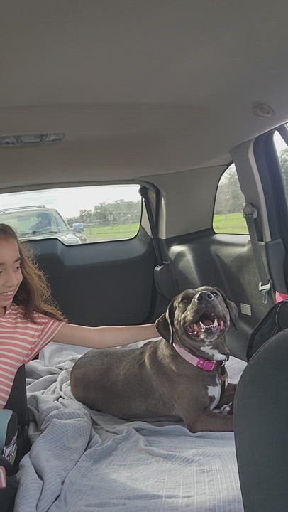 Enlarge Maple, a Adopted mixed breed in Houston, TX video 6/6