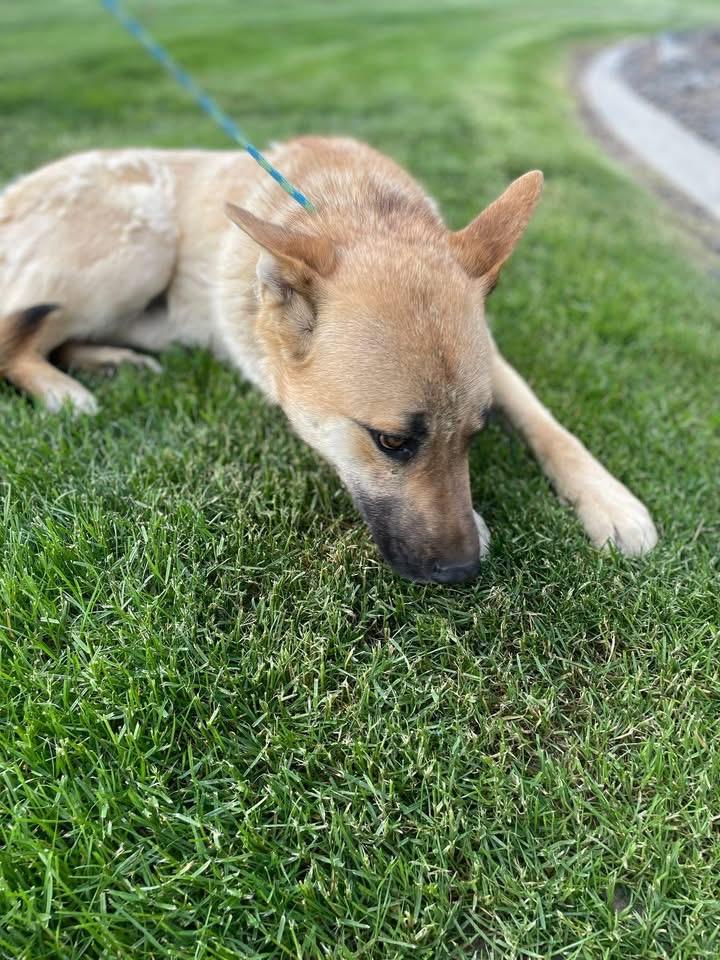 Bear Shepard, adoptable, Young Male German Shepherd Dog & Belgian Shepherd / Malinois.