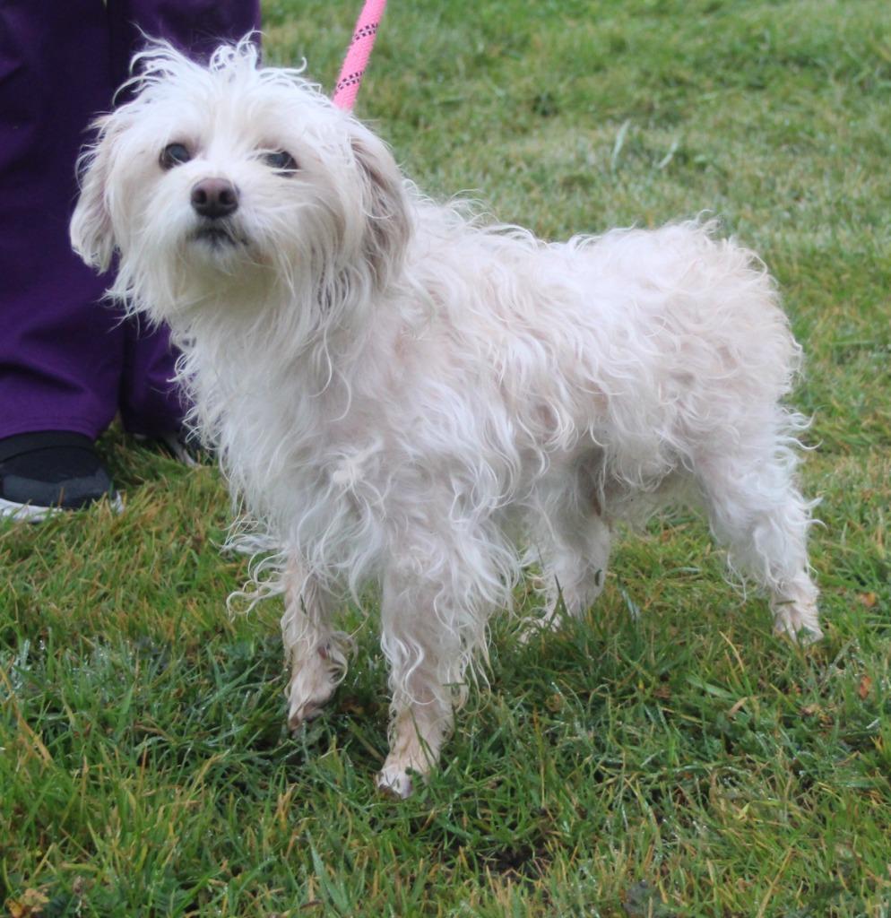 Aruba, a Adoptable mixed breed in Vacaville, CA image 2/2