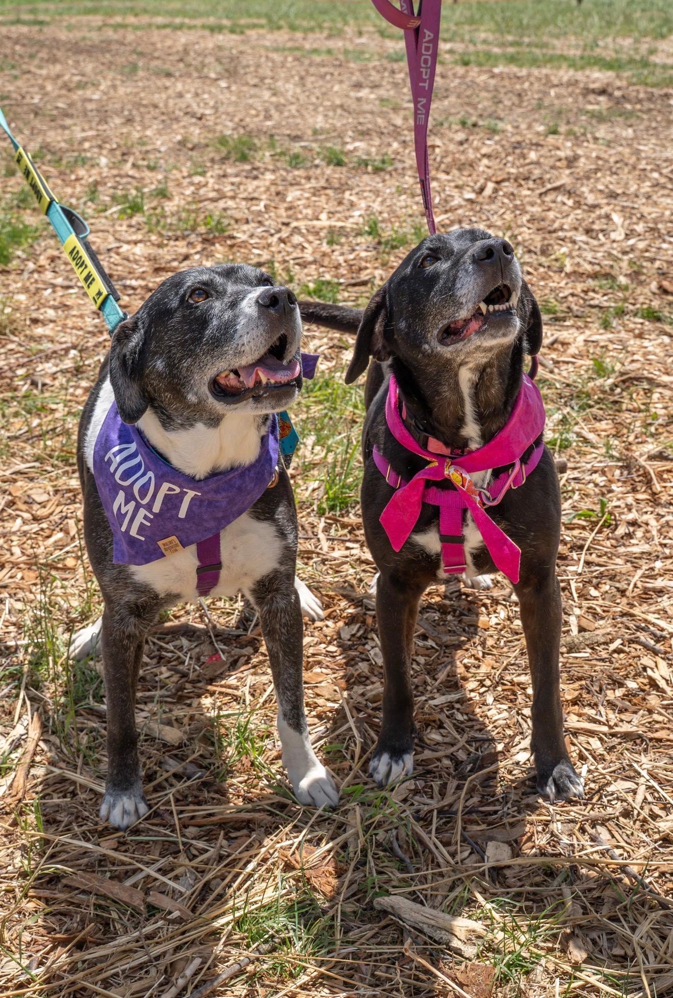 Whisper, Adoptable, Adult Female Labrador Retriever.