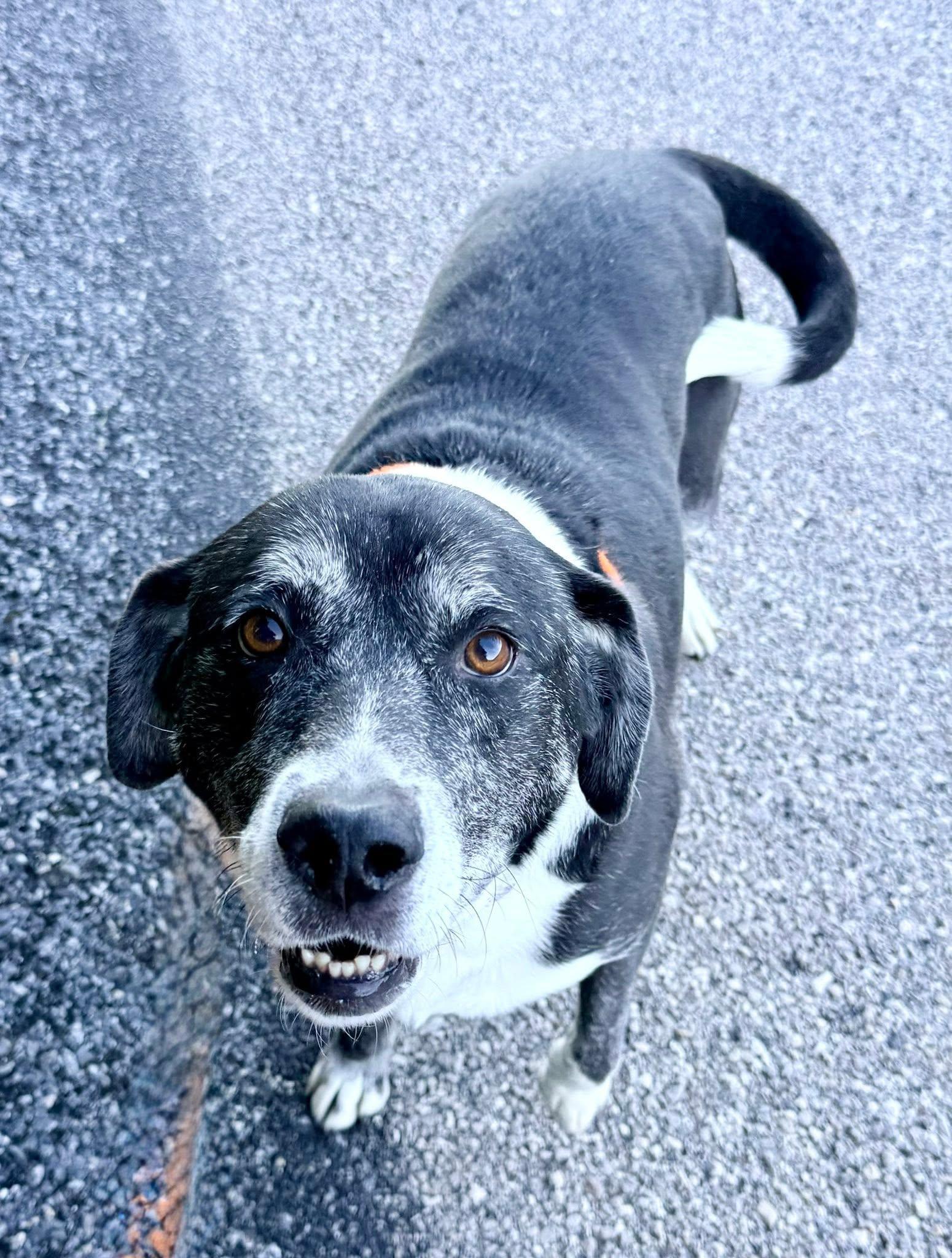 Enlarge Whisper, a Adoptable Labrador Retriever in Dillsburg, PA image 4/6