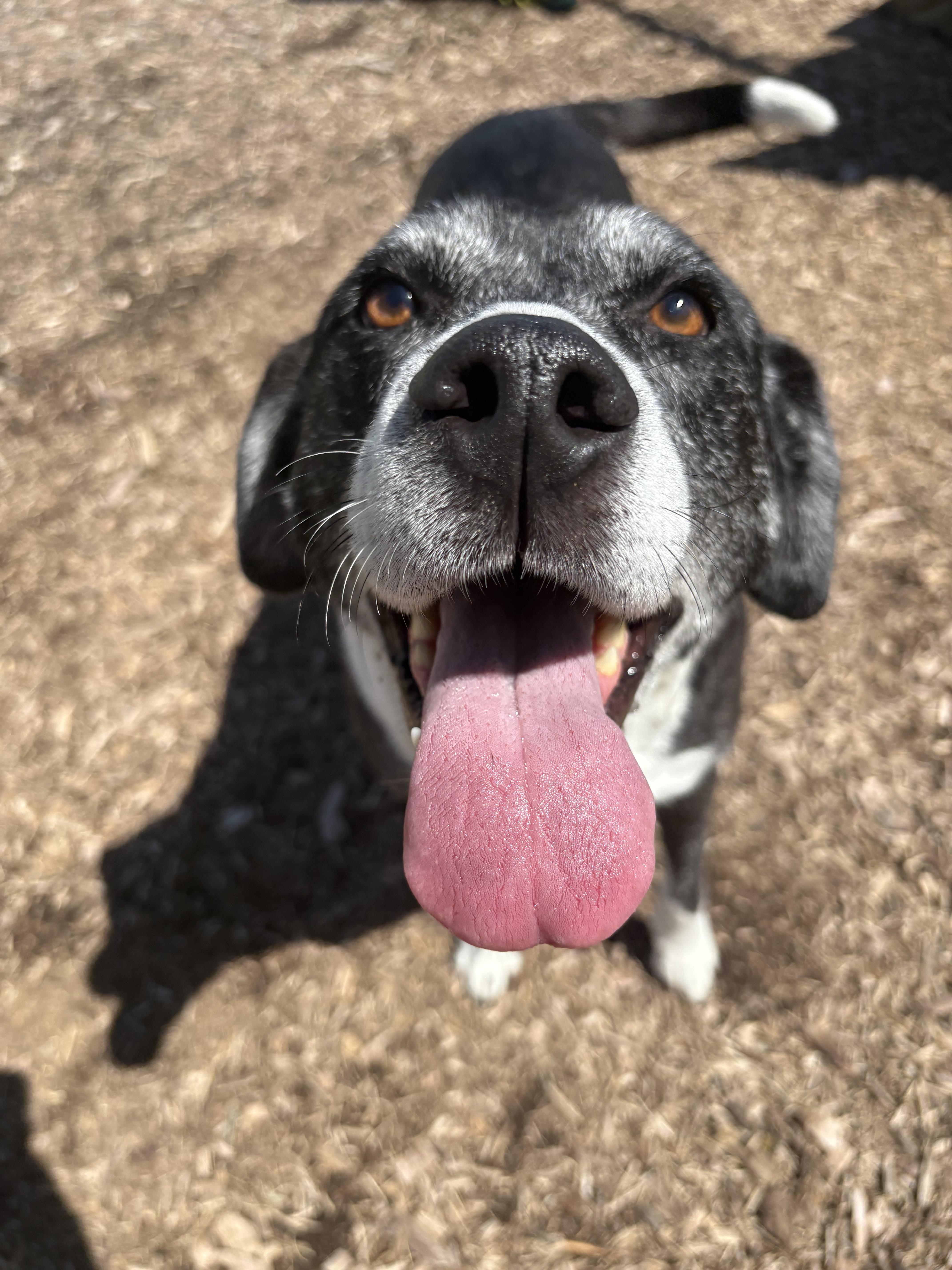 Enlarge Whisper, a Adoptable Labrador Retriever in Dillsburg, PA image 5/6