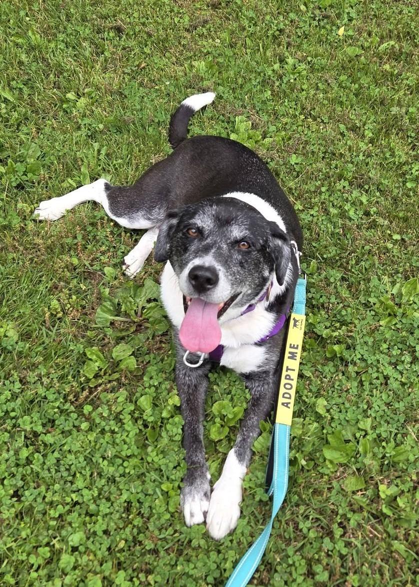 Enlarge Whisper, a Adoptable Labrador Retriever in Dillsburg, PA image 6/6