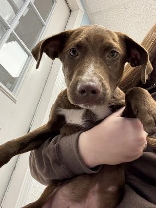 Dan, Adoptable, Puppy Male Retriever & Mixed Breed.
