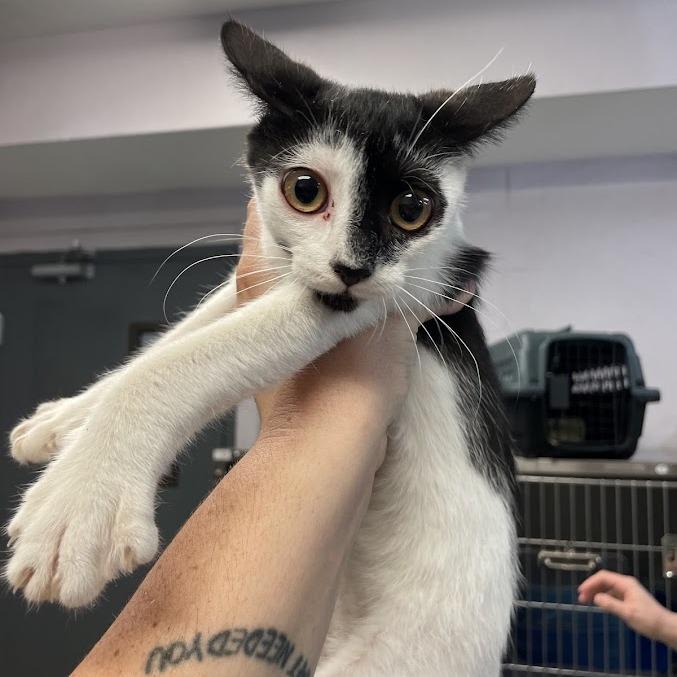 Enlarge Queenie, a Adoptable Domestic Short Hair in Port Charlotte, FL image 1/2