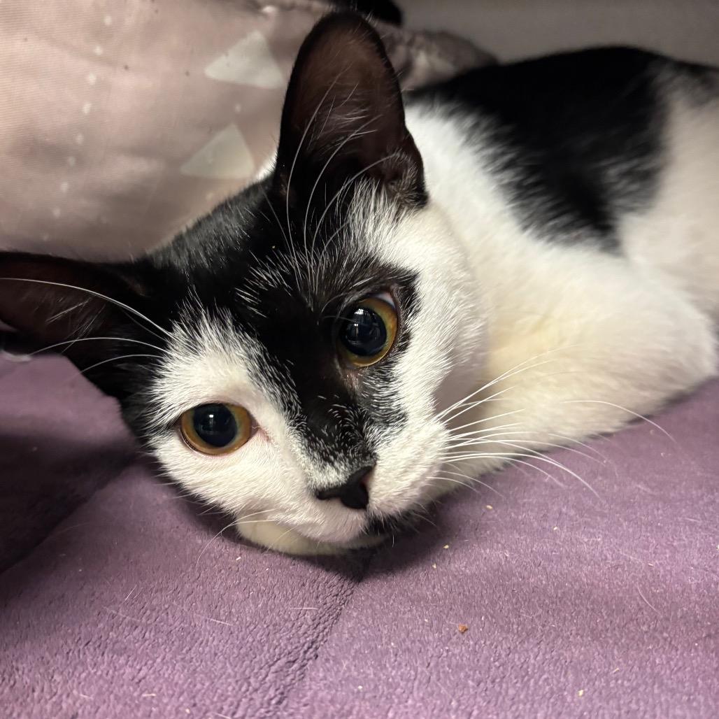 Enlarge Queenie, a Adoptable Domestic Short Hair in Port Charlotte, FL image 2/2