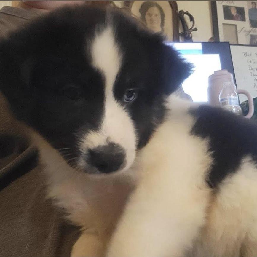 Enlarge Agatha, a Adoptable mixed breed in Myrtle Beach, SC image 1/3