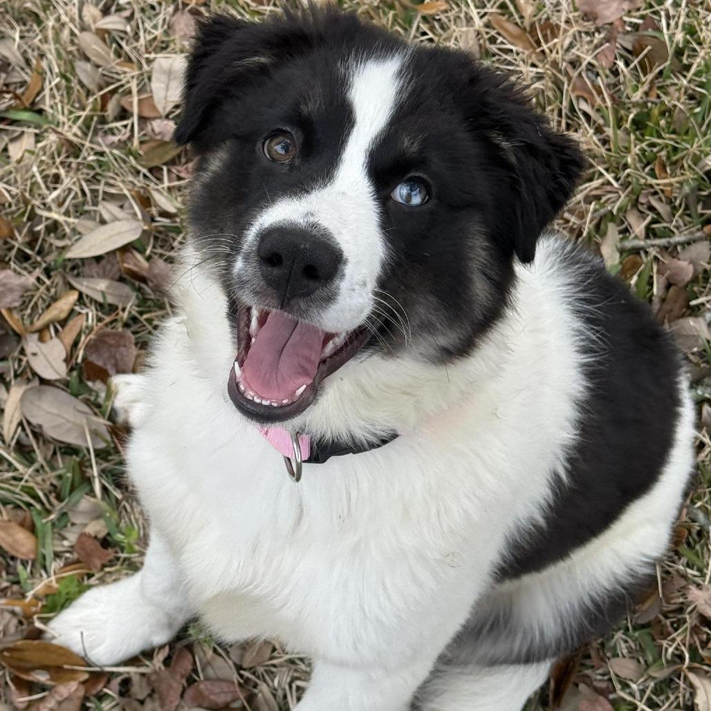 Enlarge Agatha, a Adoptable mixed breed in Myrtle Beach, SC image 2/3