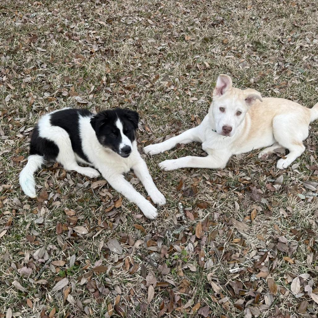 Enlarge Agatha, a Adoptable mixed breed in Myrtle Beach, SC image 3/3