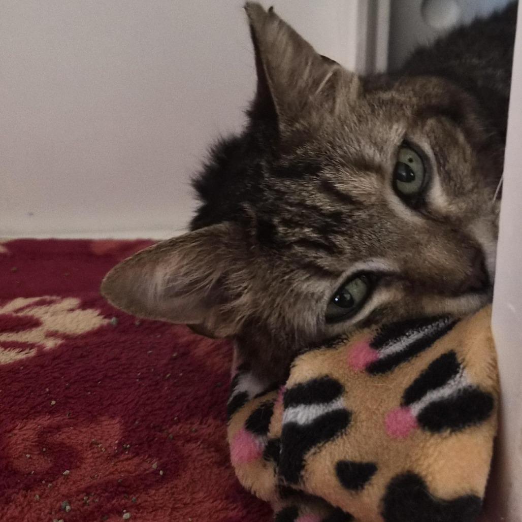 Enlarge Singer, a Adoptable Domestic Short Hair in Bentonville, AR image 1/5