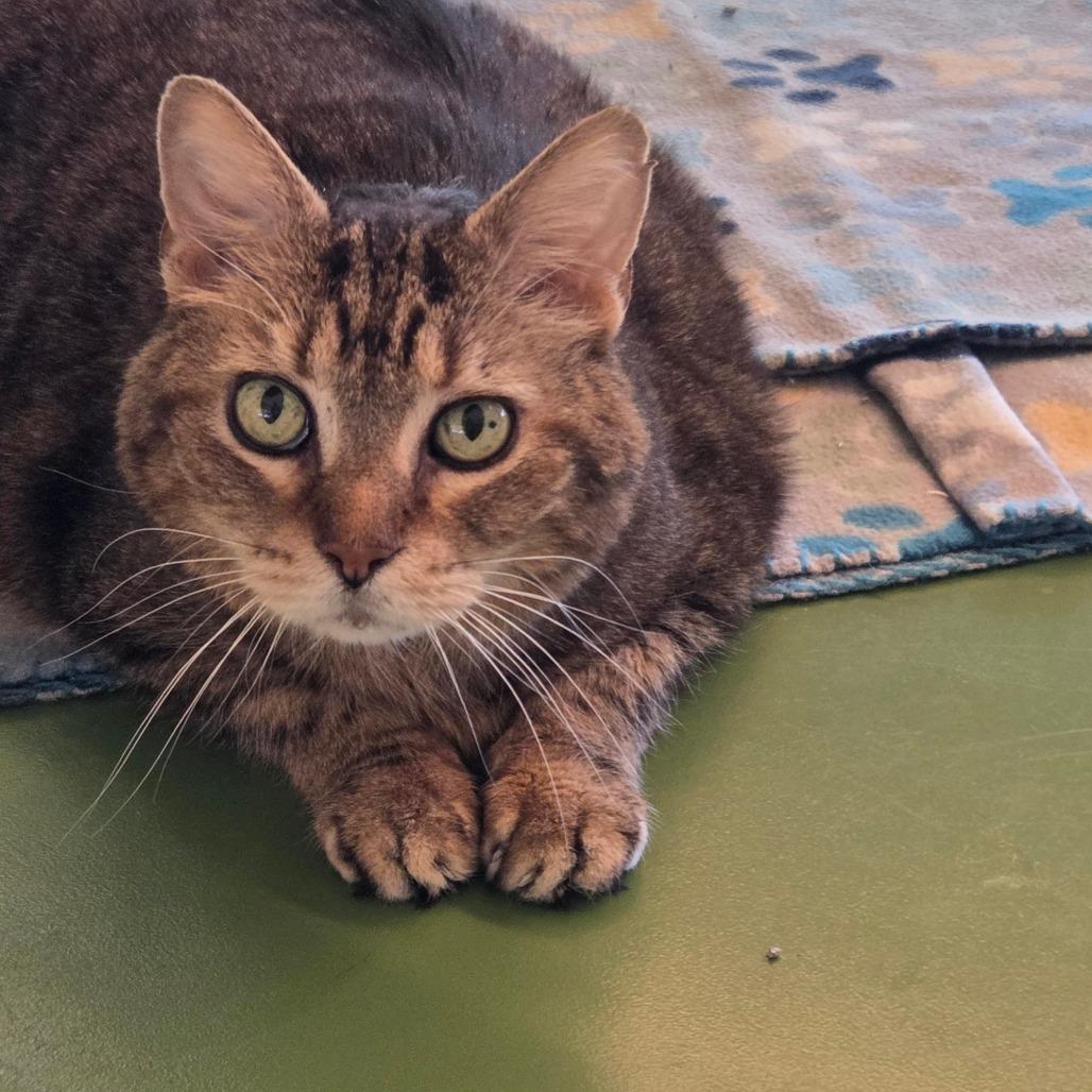 Enlarge Singer, a Adoptable Domestic Short Hair in Bentonville, AR image 1/6