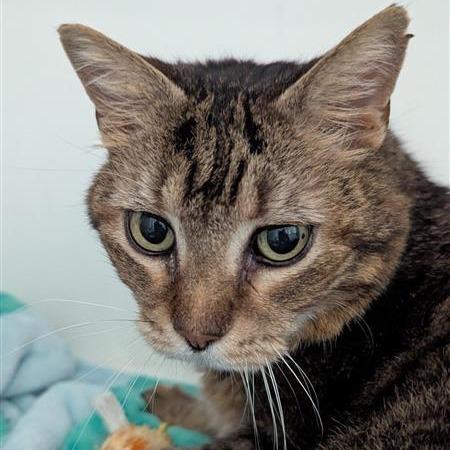 Singer, Adoptable, Senior Male Domestic Short Hair.