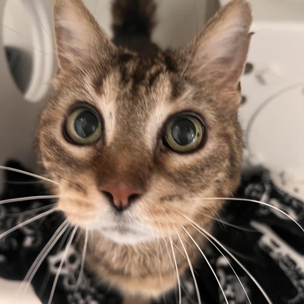 Enlarge Singer, a Adoptable Domestic Short Hair in Bentonville, AR image 3/5