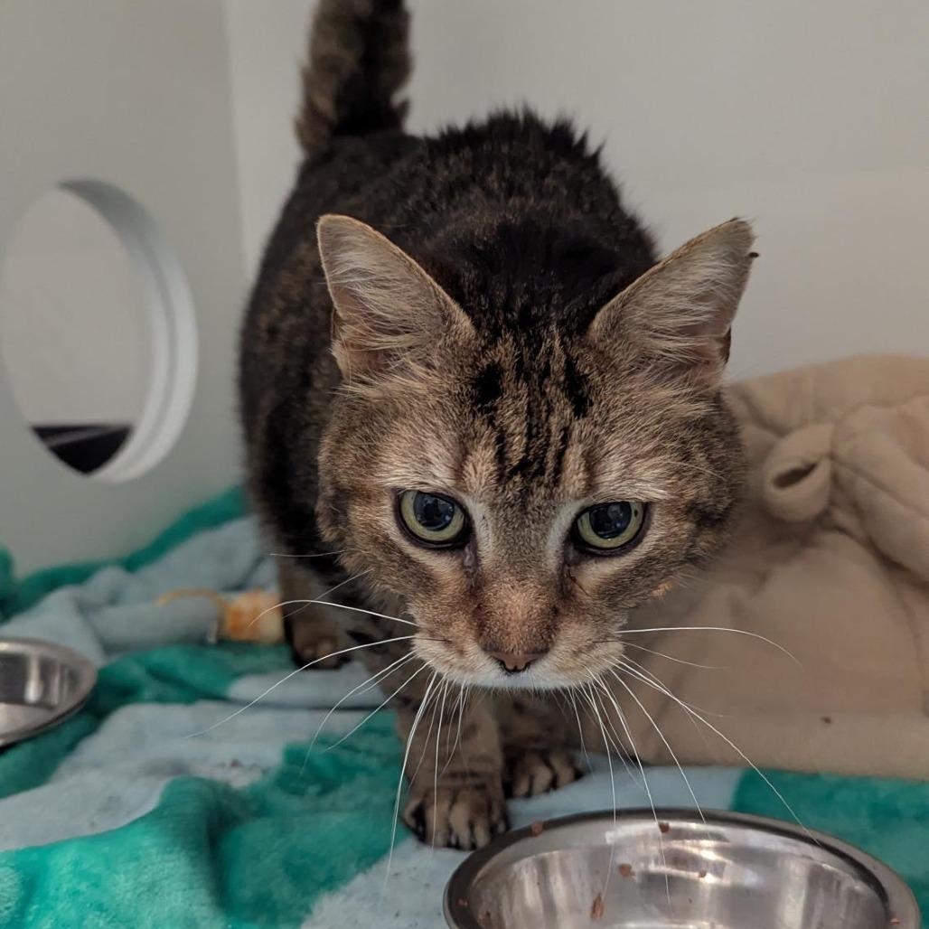 Enlarge Singer, a Adoptable Domestic Short Hair in Bentonville, AR image 4/5